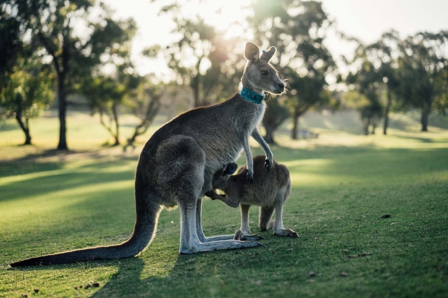 ICONOS DE AUSTRALIA